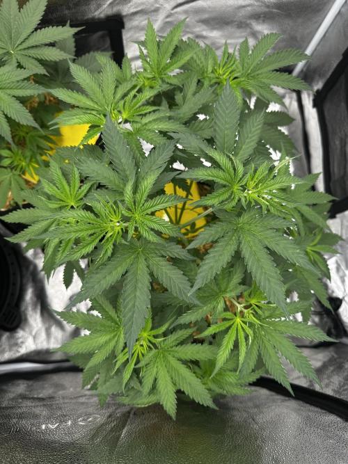 June/September grow. Week 4