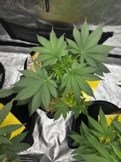 June/September grow. Week 4