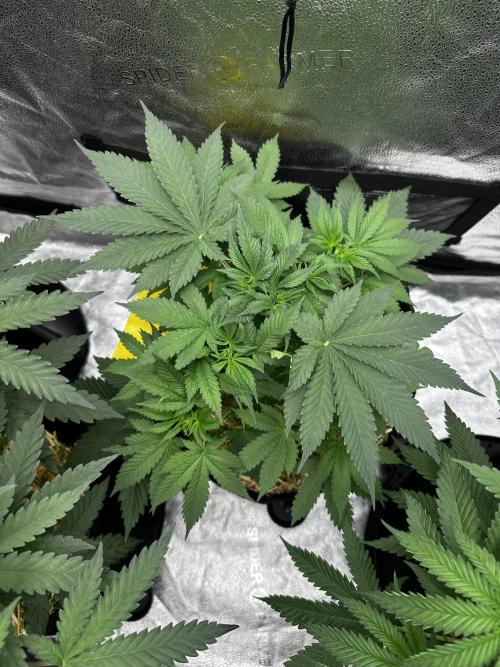 June/September grow. Week 5