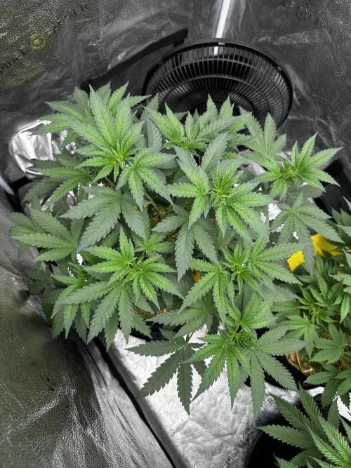 June/September grow. Week 5