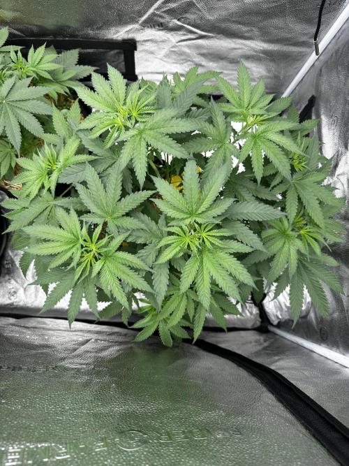 June/September grow. Week 5