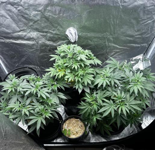 June/September grow. Week 6