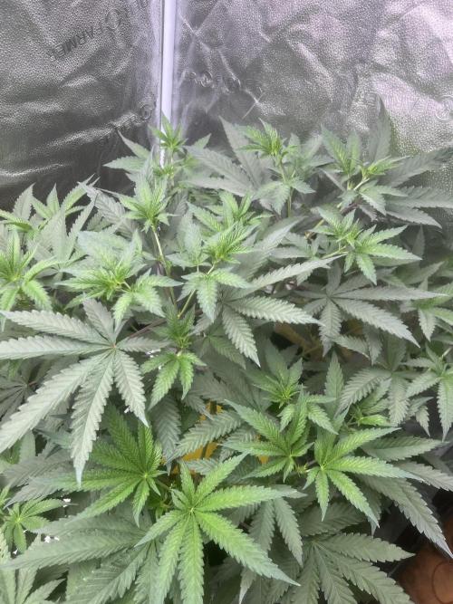 June/September grow. Week 6