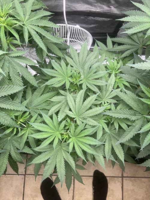 June/September grow. Week 6