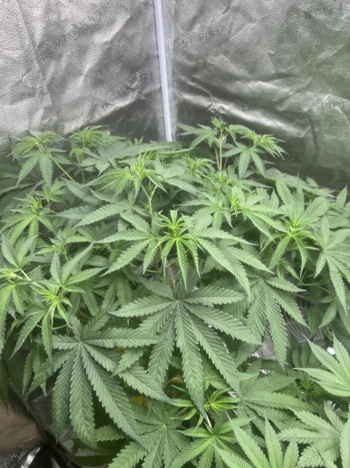 June/September grow. Week 6