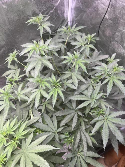 June/September grow. Week 7