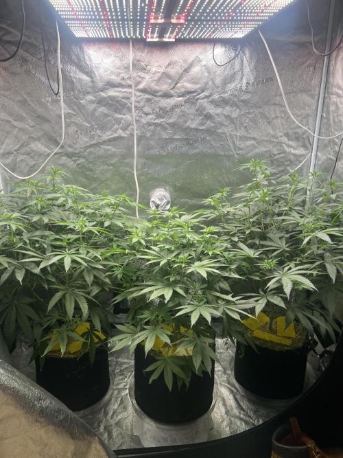 June/September grow. Week 7