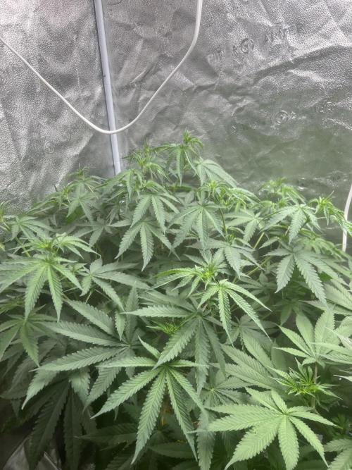 June/September grow. Week 7
