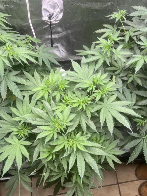 June/September grow. Week 8