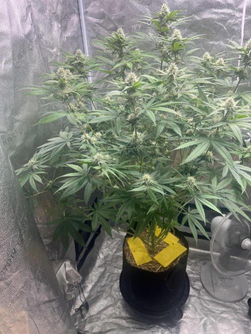 June/September grow. Week 10