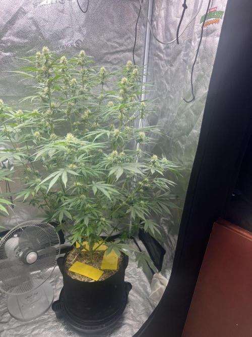 June/September grow. Week 10