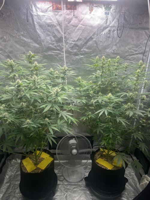 June/September grow. Week 10