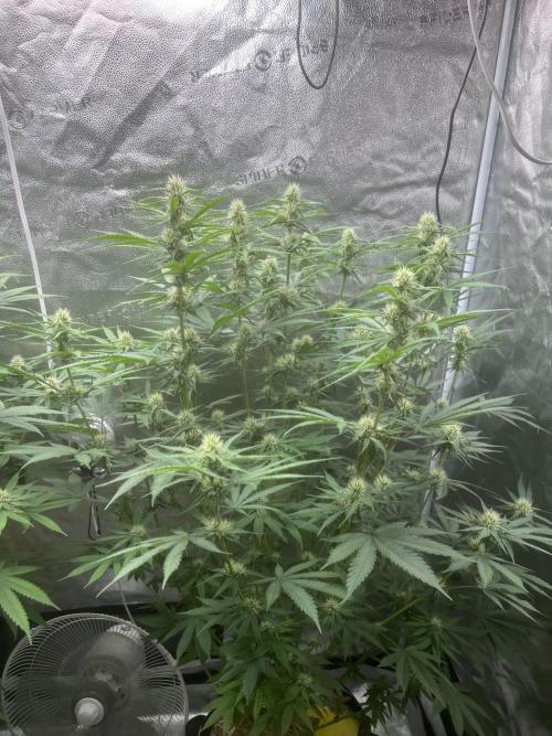 June/September grow. Week 11