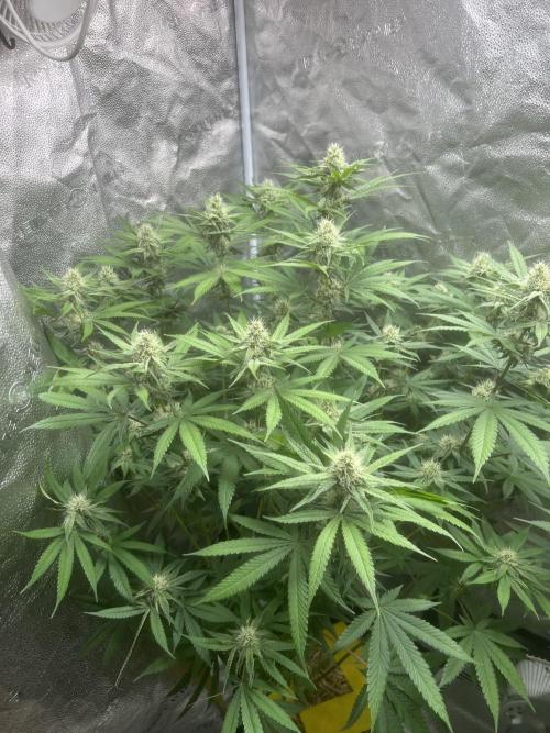 June/September grow. Week 11