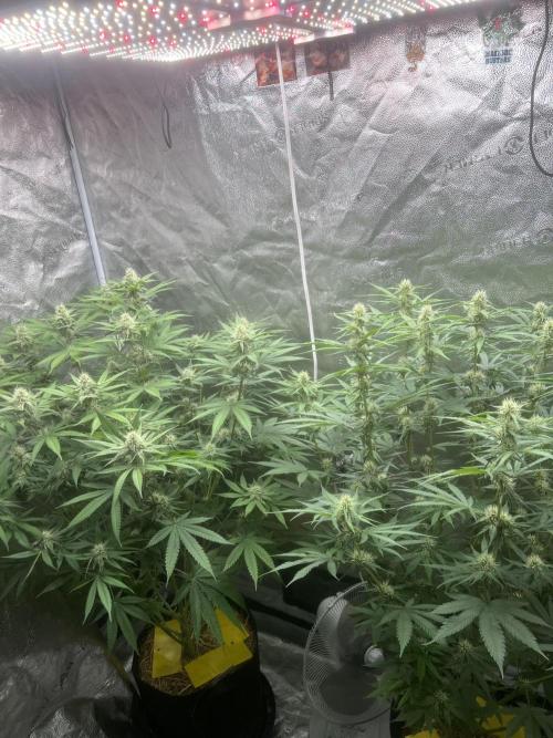 June/September grow. Week 11