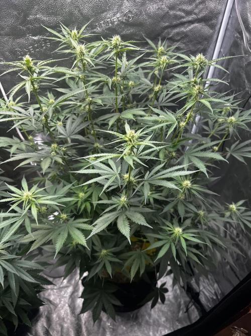 June/September grow. Week 12