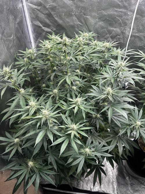 June/September grow. Week 12