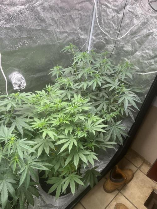 June/September grow. Week 12