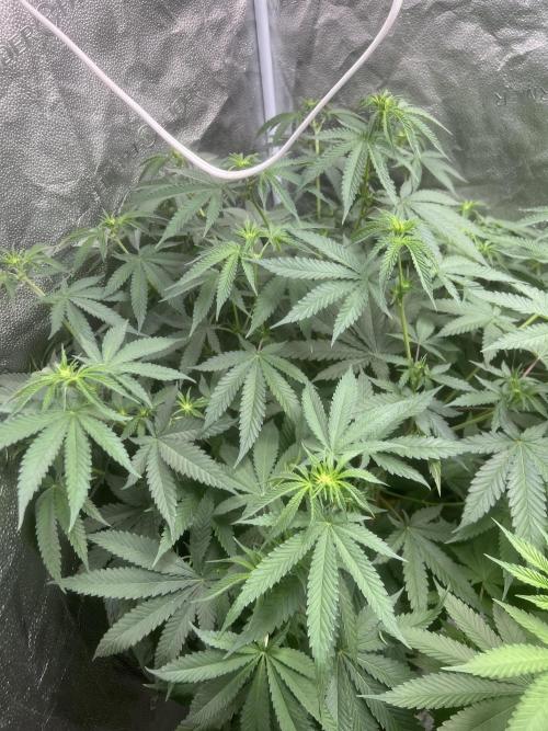 June/September grow. Week 12