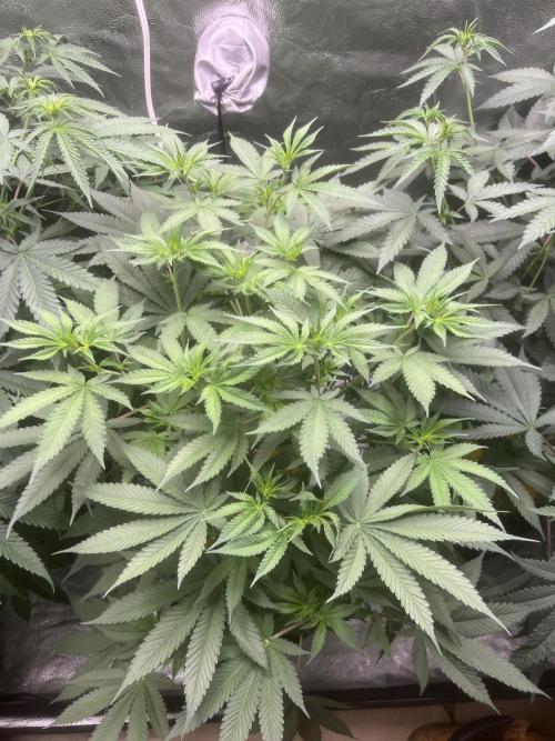 June/September grow. Week 12