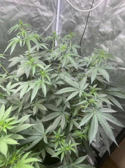 June/September grow. Week 12