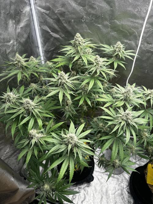 June/September grow. Week 12