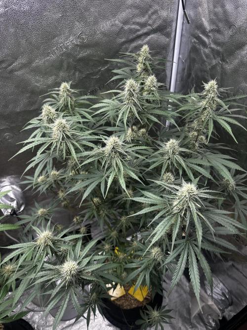 June/September grow. Week 12