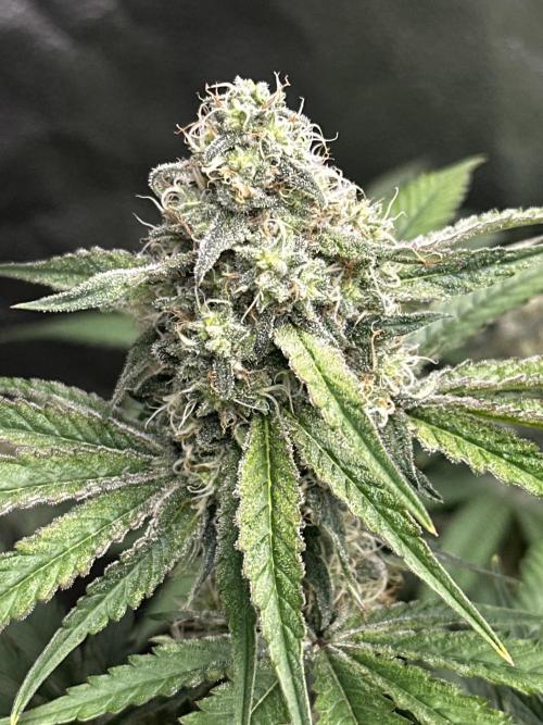 June/September grow. Week 12