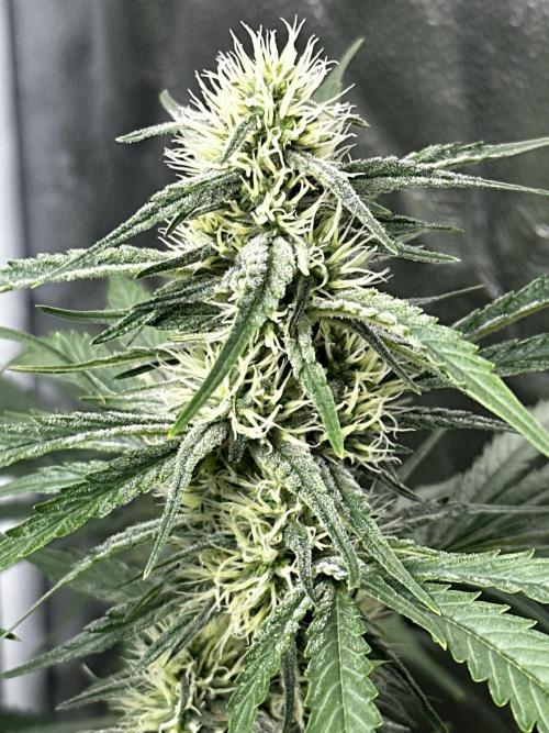 June/September grow. Week 12