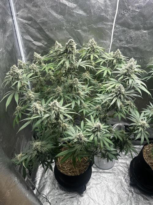 June/September grow. Week 13