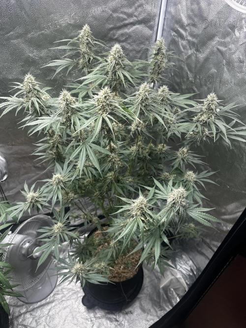 June/September grow. Week 13