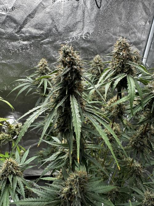 June/September grow. Week 14