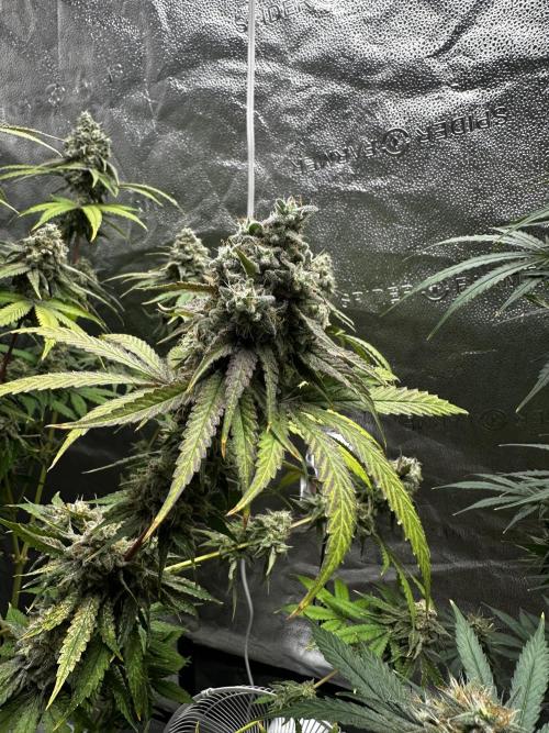 June/September grow. Week 14