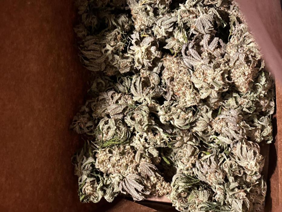 June/September grow. Week 15 - Good smoke