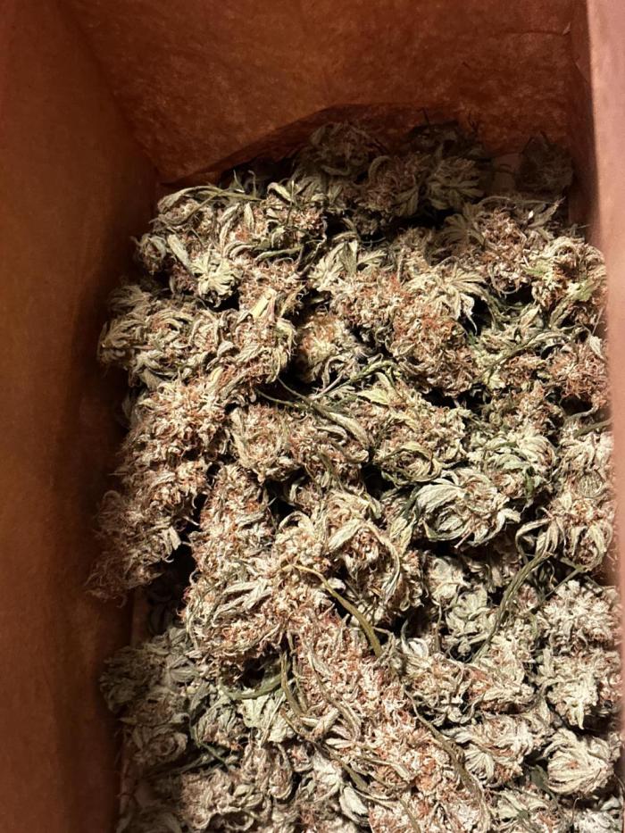 June/September grow. Week 15 - Best out of both.