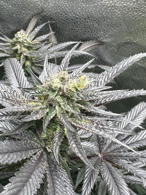 Square 1/ Robinhood Grow. Week 9