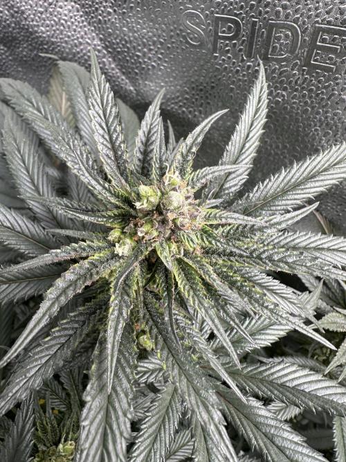 Square 1/ Robinhood Grow. Week 9