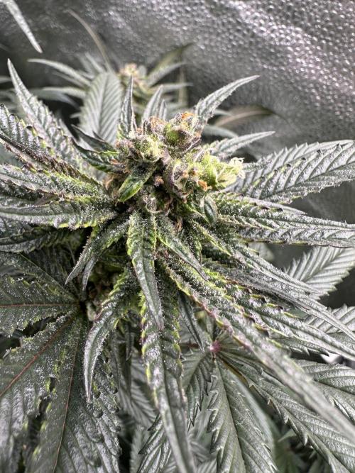 Square 1/ Robinhood Grow. Week 9