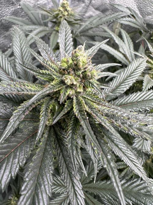 Square 1/ Robinhood Grow. Week 9