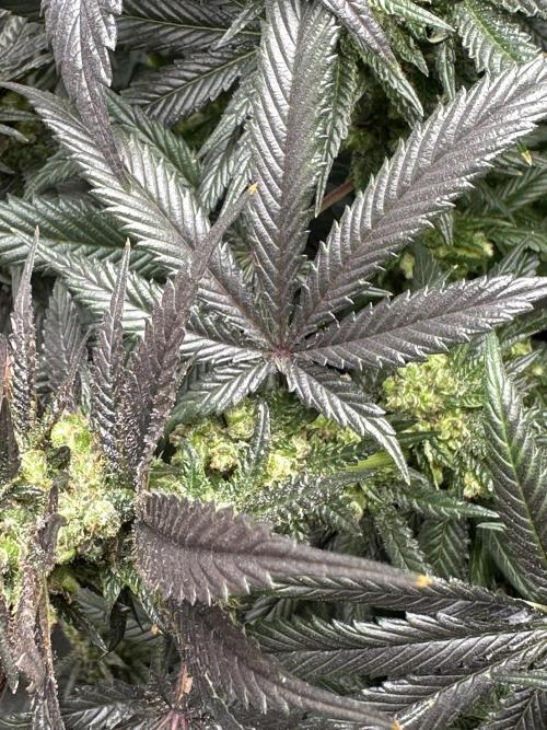 Square 1/ Robinhood Grow. Week 9