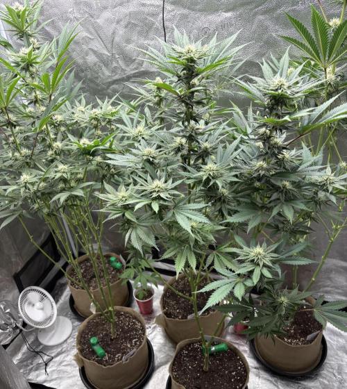 Winter Grow. Week 5