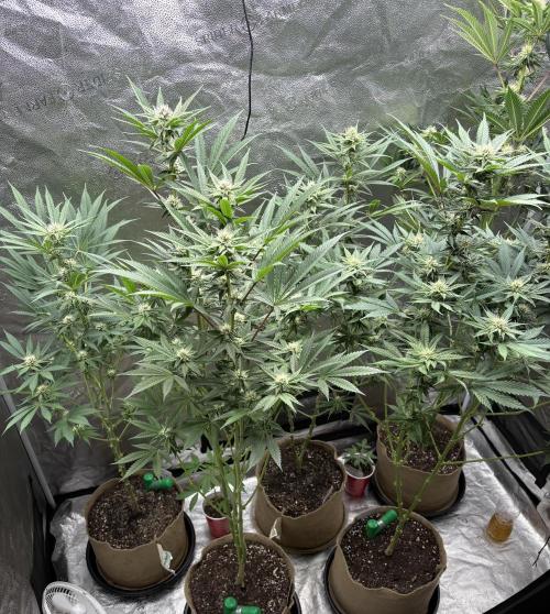 Winter Grow. Week 5