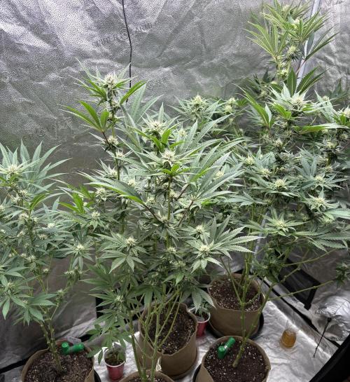 Winter Grow. Week 5