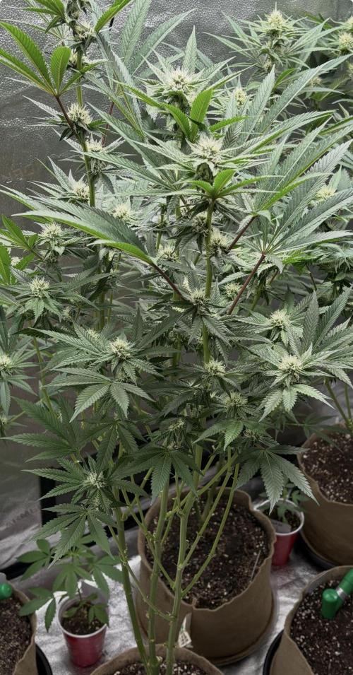 Winter Grow. Week 5
