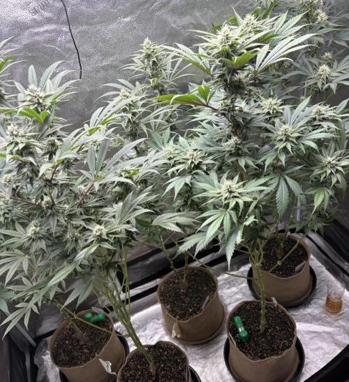Winter Grow. Week 6