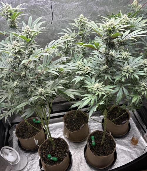 Winter Grow. Week 6 - Defoliation time to get rid of some leaves to keep away bud rot and pm.