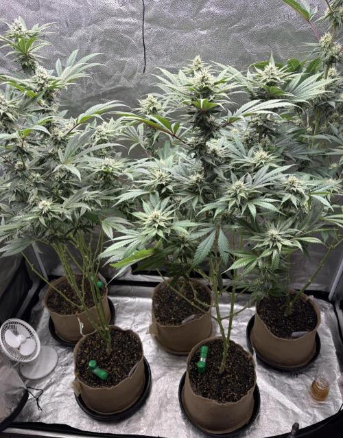 Winter Grow. Week 6 - Plants are starting to smell . The WPOG is my fav