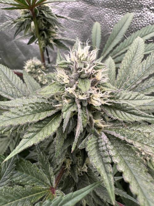 Winter Grow. Week 7 - Flak Jacket was cut down early
