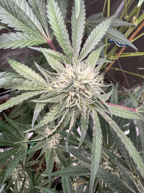 Winter Grow. Week 7 - Fruit Cup