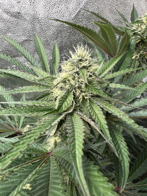 Winter Grow. Week 7 - WPOG